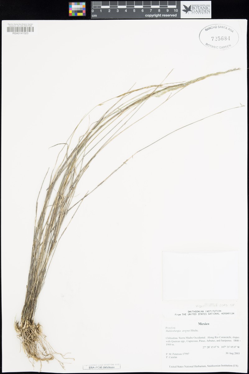 Navajo Muhly photo 6