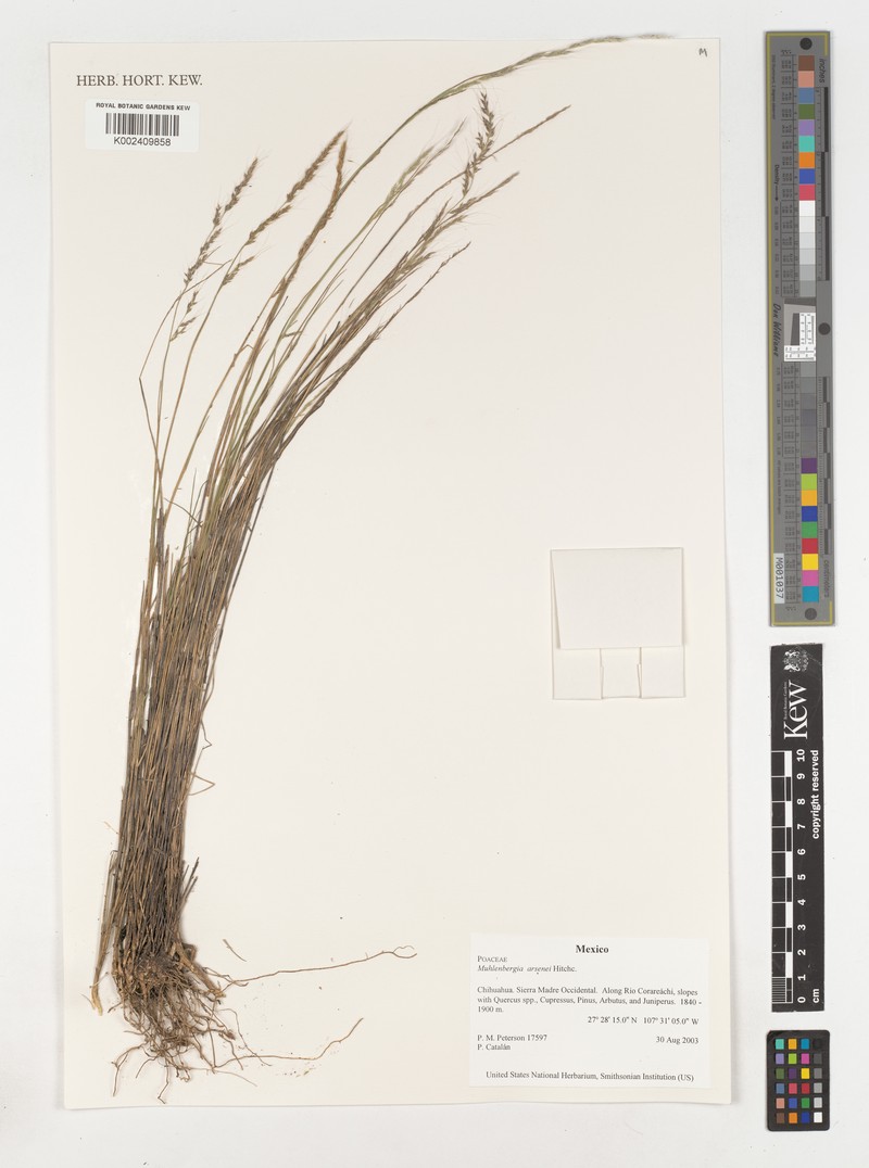 Navajo Muhly photo 7