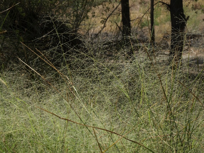 Scratchgrass photo 4