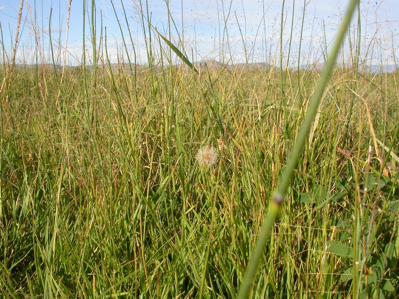 Scratchgrass photo 5