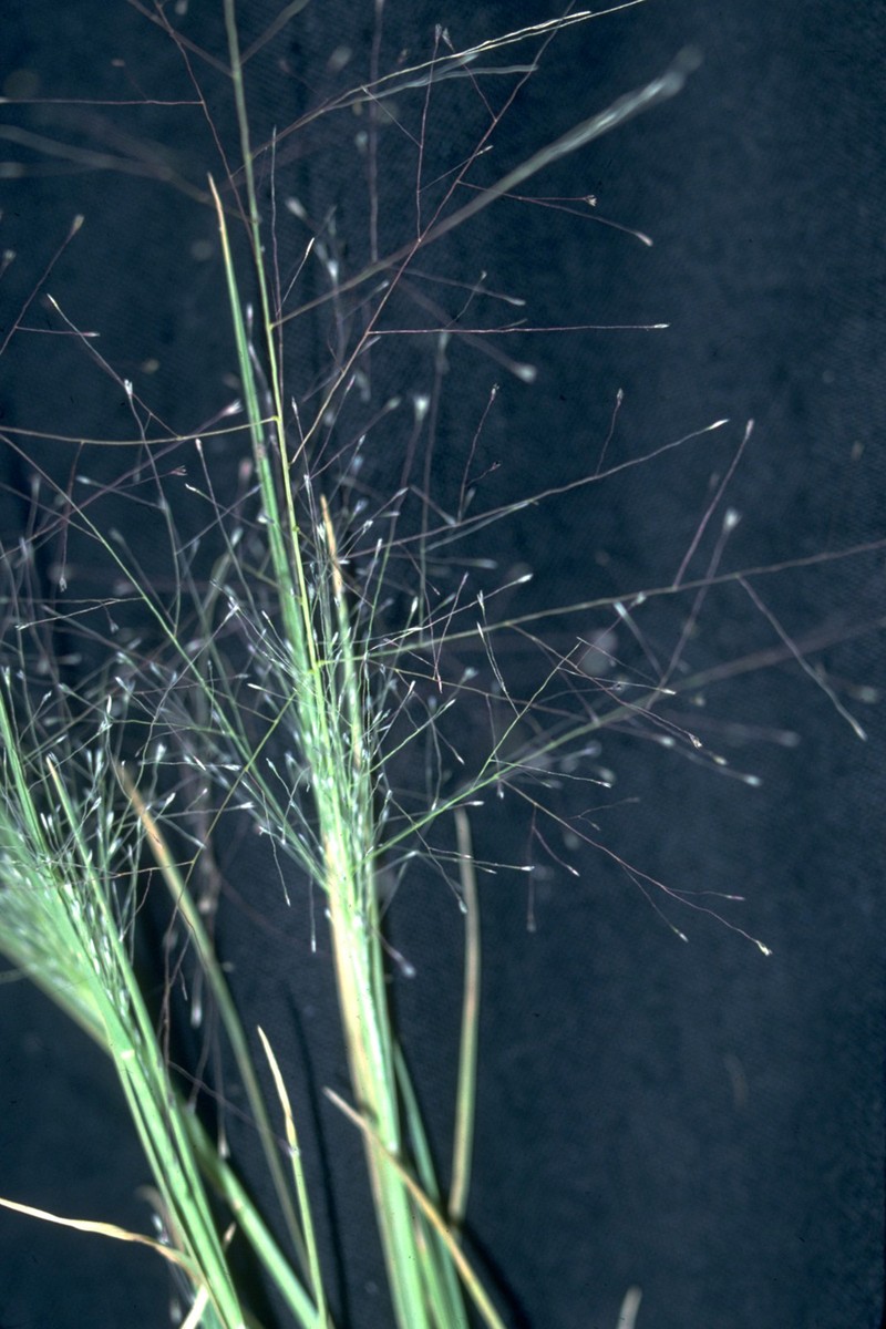Scratchgrass