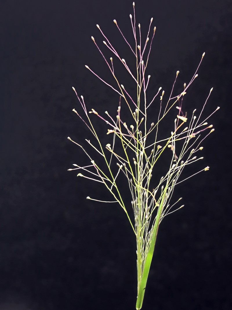 Scratchgrass photo 2