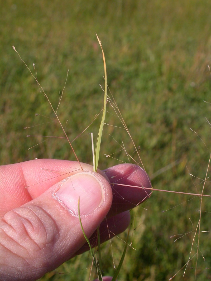 Scratchgrass photo 3