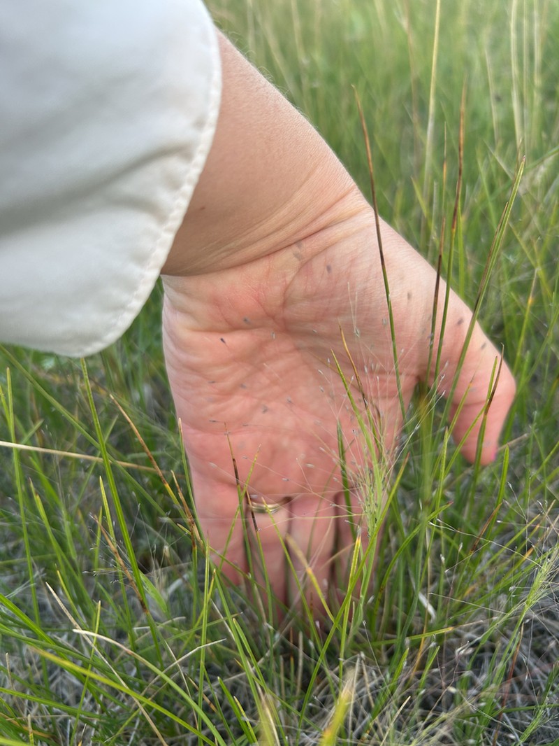 Scratchgrass photo 3