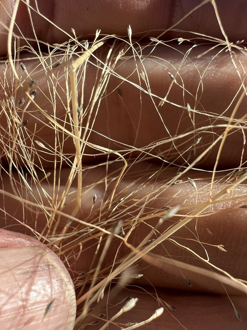 Scratchgrass photo 4