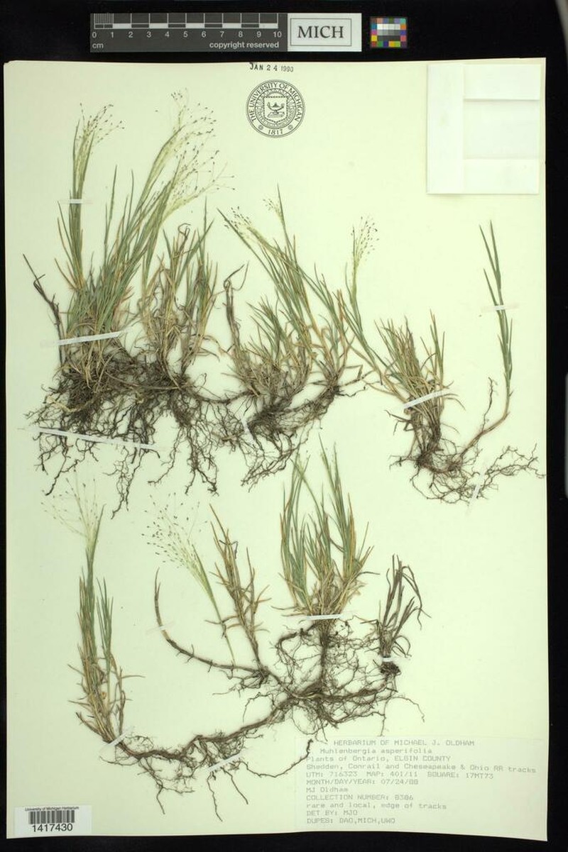 Scratchgrass photo 5