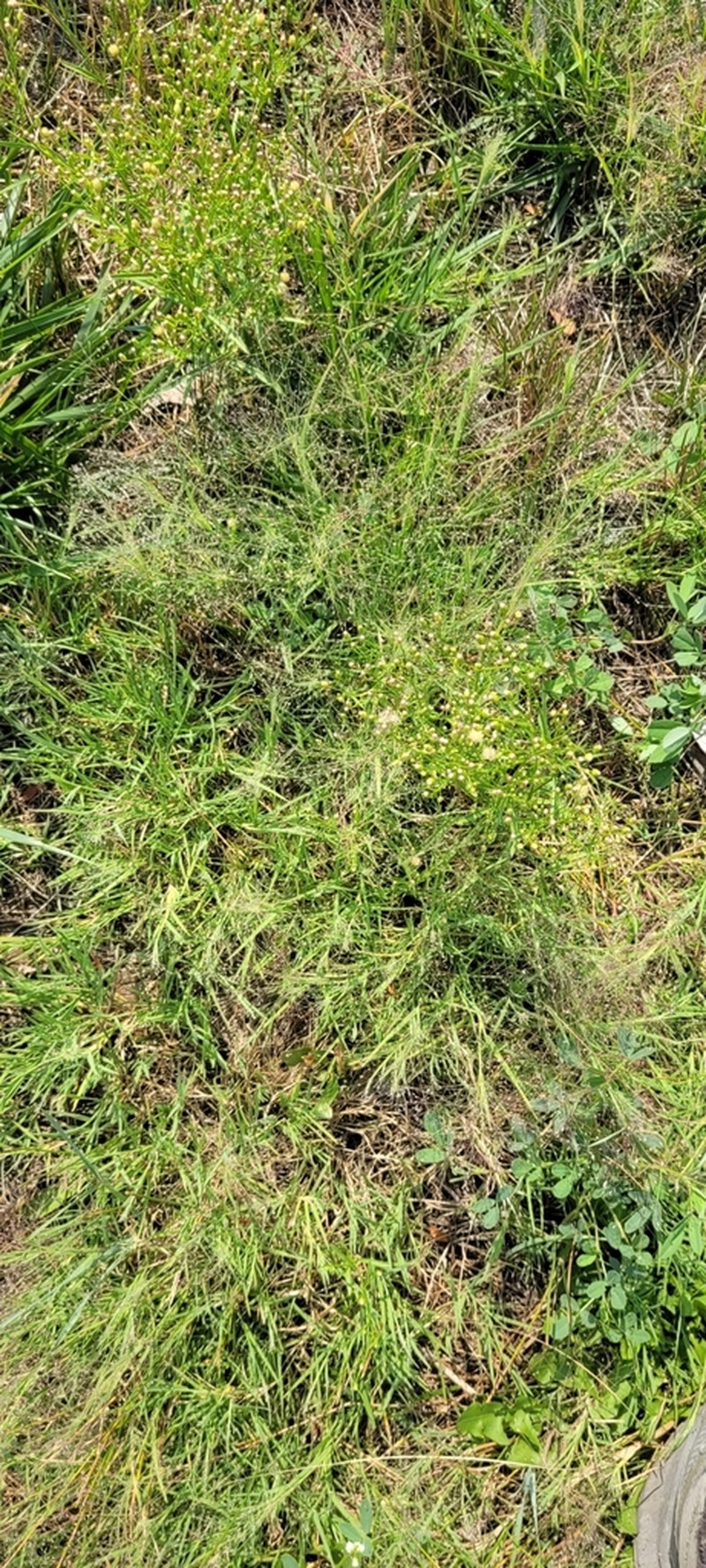 Scratchgrass photo 7