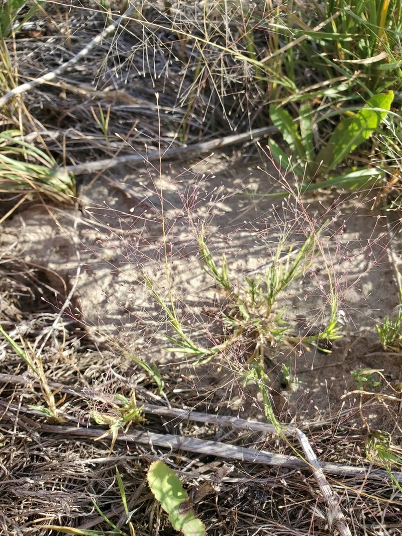 Scratchgrass photo 8