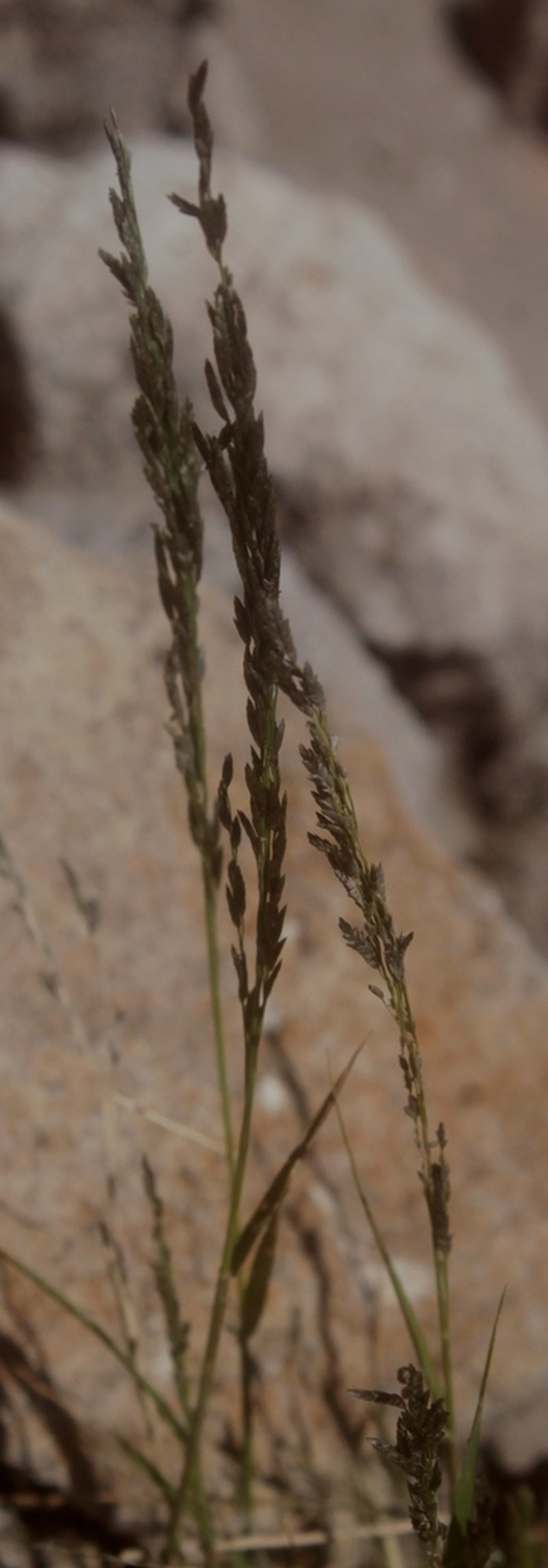 Short Muhly