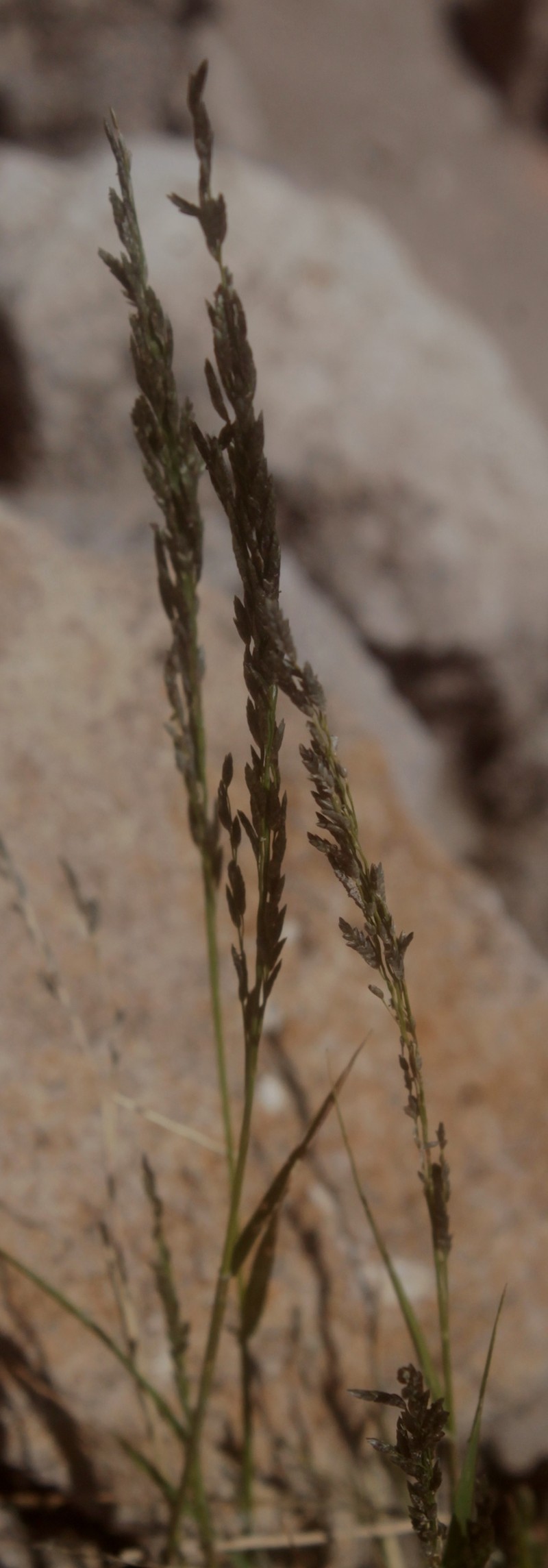 Short Muhly photo 2