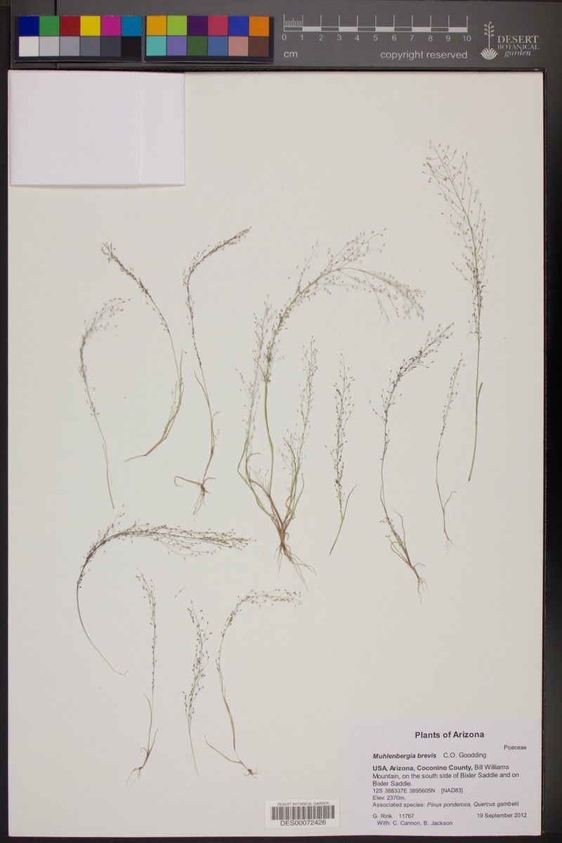 Short Muhly photo 3