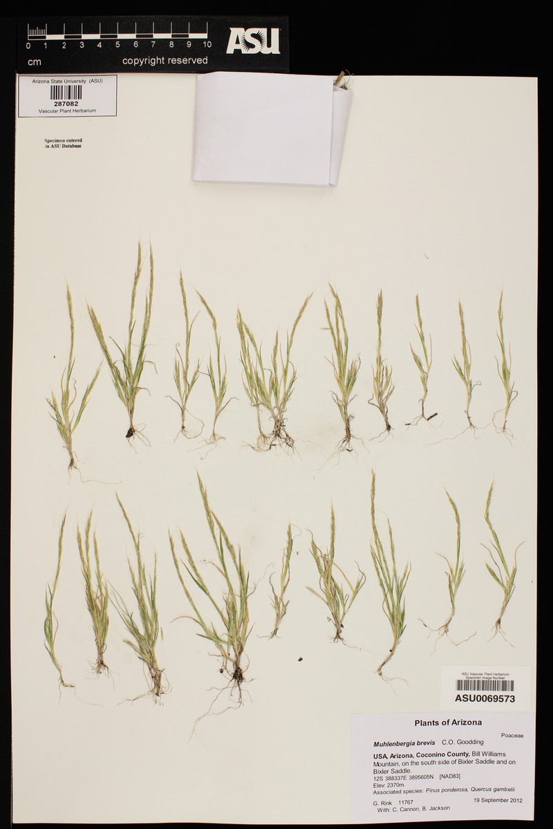 Short Muhly photo 4