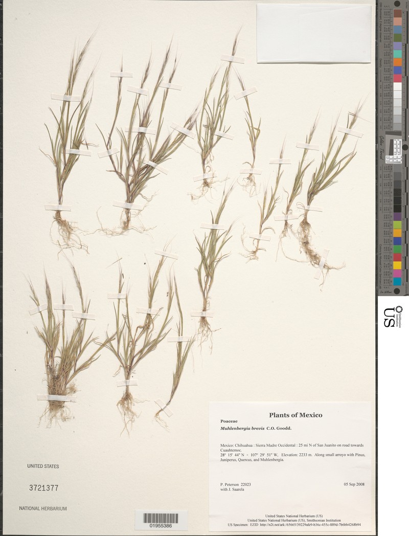 Short Muhly photo 5