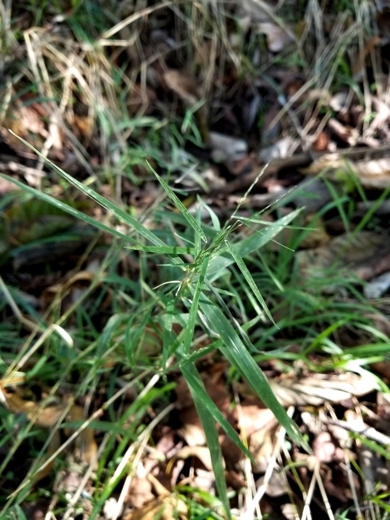 Nodding Muhly photo 4