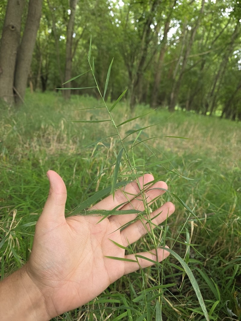 Nodding Muhly photo 8