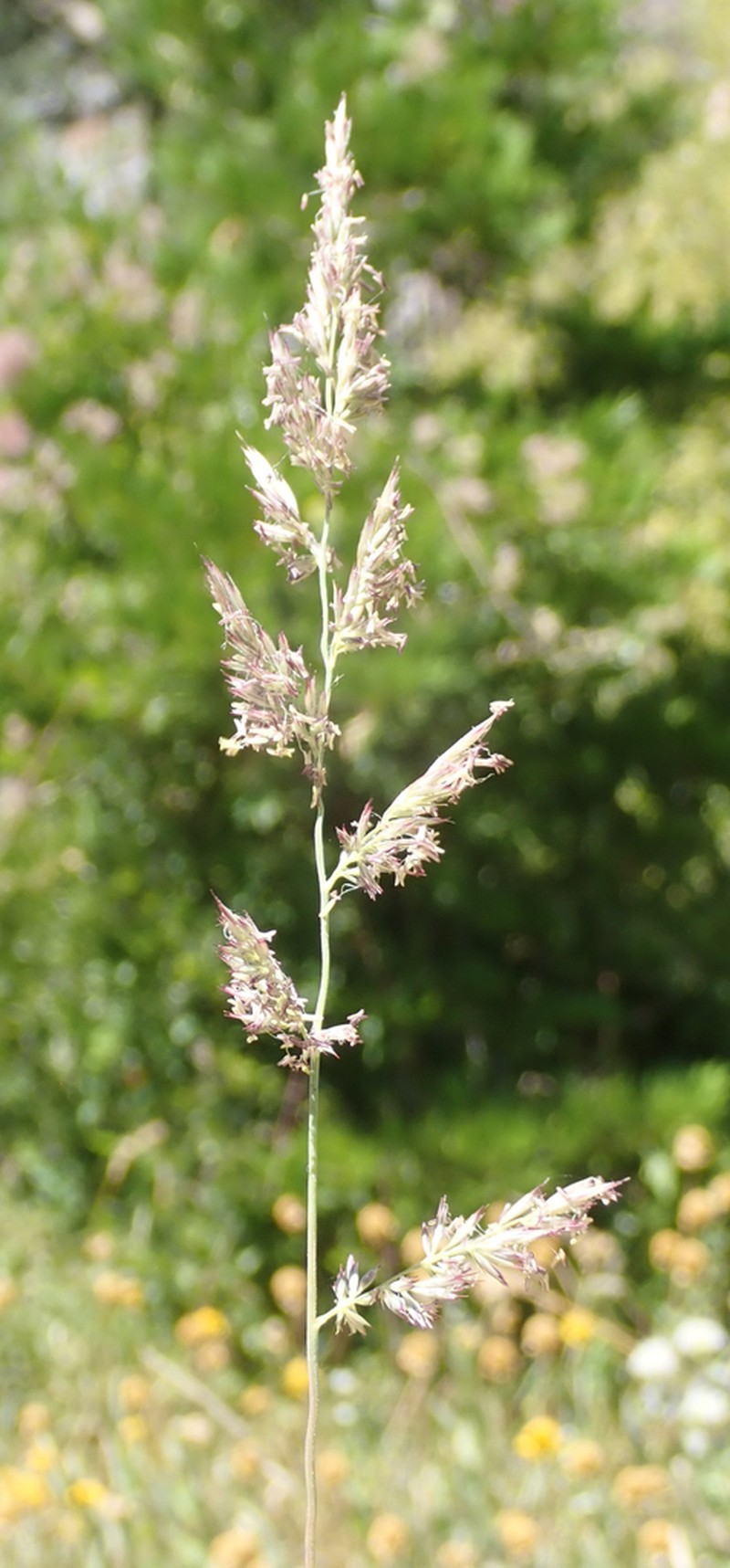 California Muhly photo 2