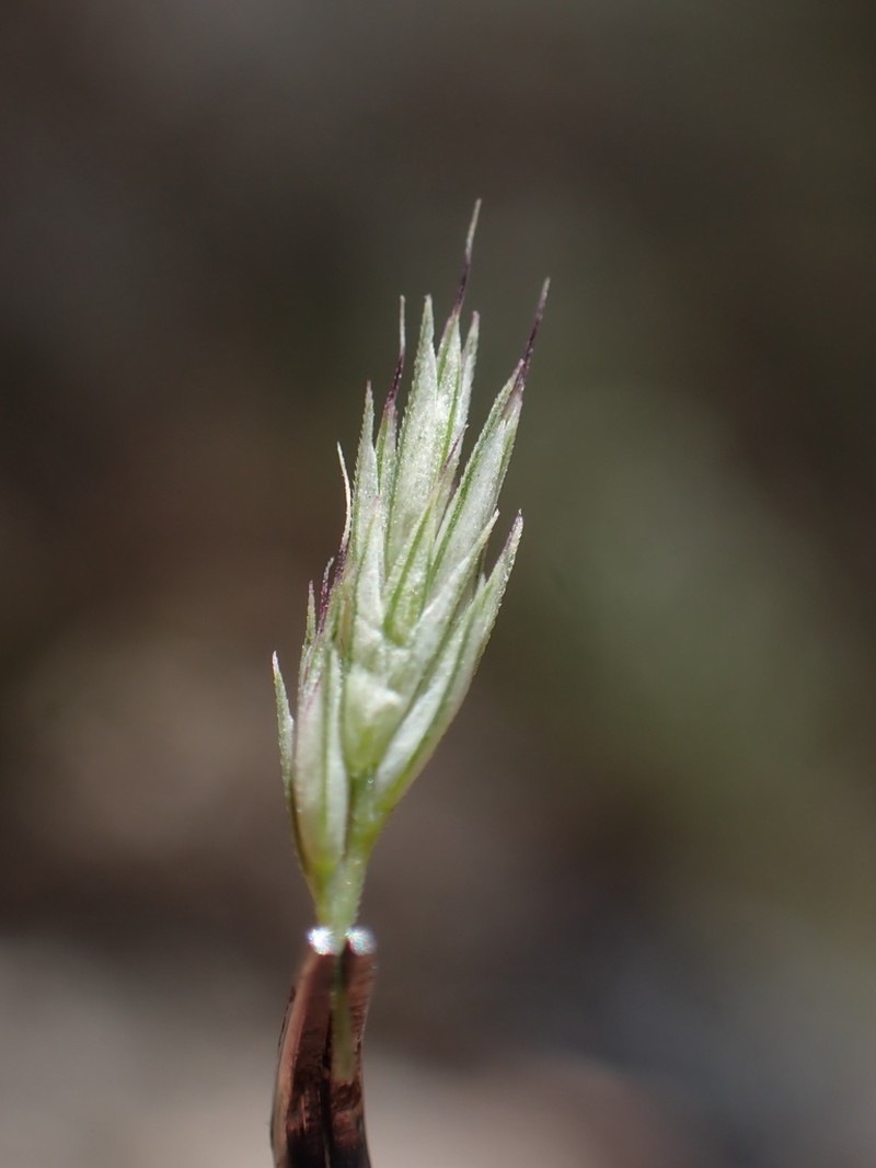 California Muhly photo 3