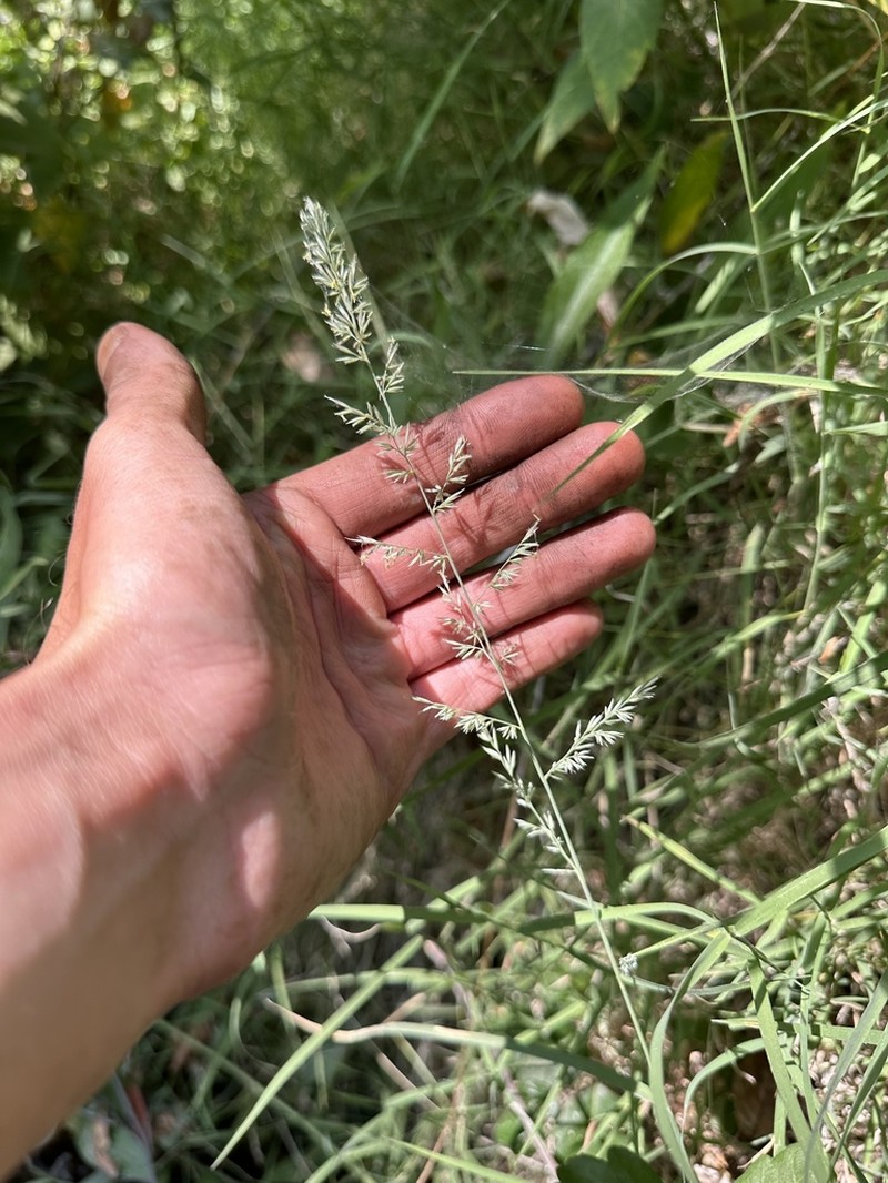California Muhly photo 4