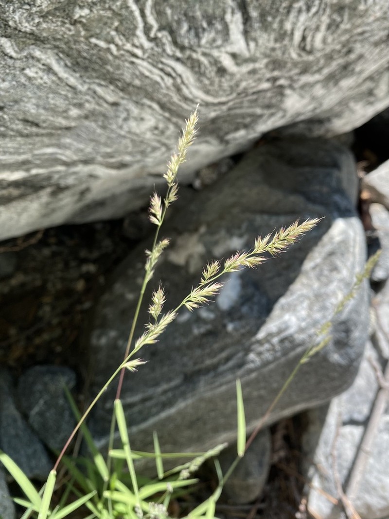 California Muhly photo 5