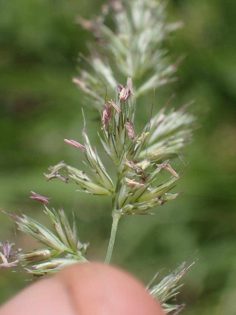 California Muhly photo 6