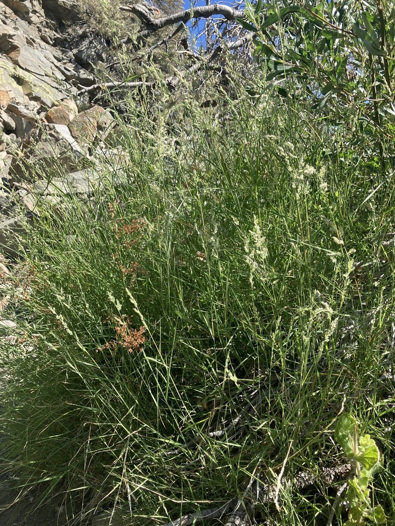 California Muhly photo 7