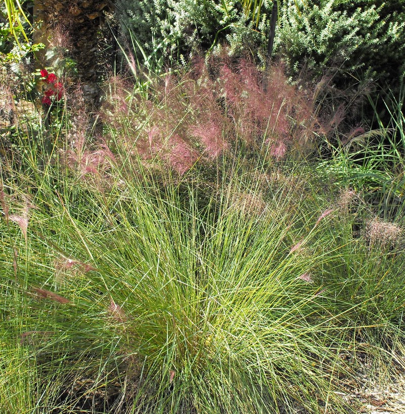 Hairawn Muhly
