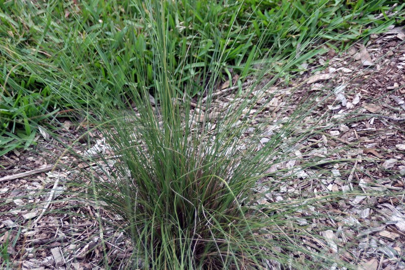 Hairawn Muhly photo 2