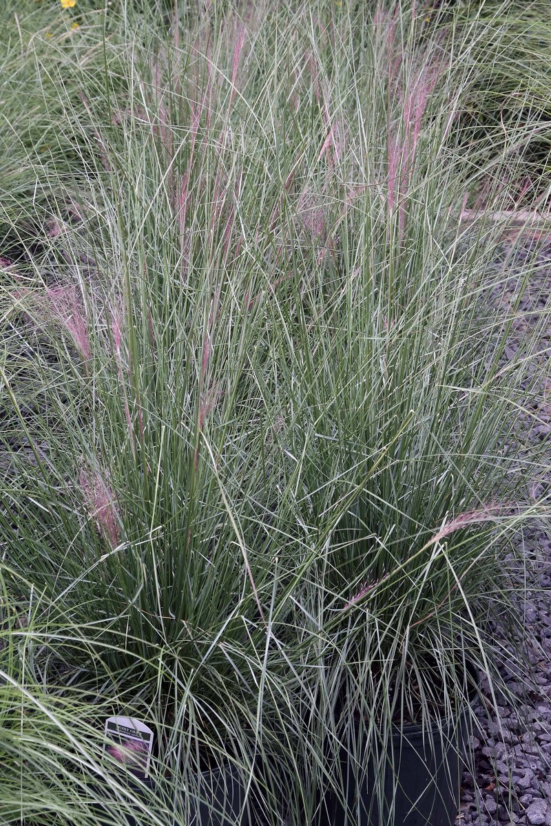 Hairawn Muhly photo 3