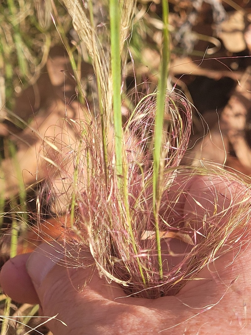 Hairawn Muhly photo 3