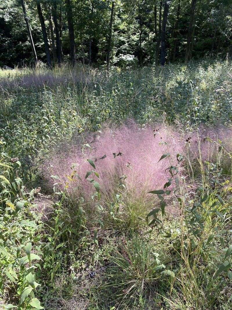 Hairawn Muhly photo 4