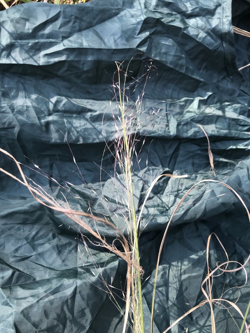 Hairawn Muhly photo 5