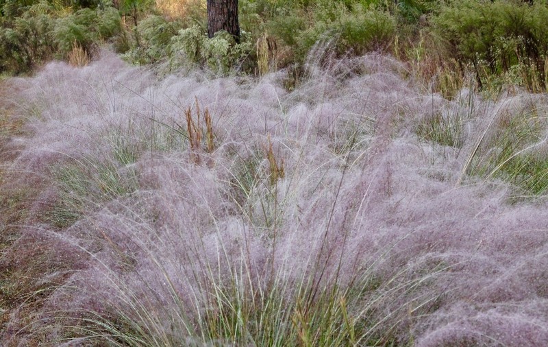 Hairawn Muhly photo 6