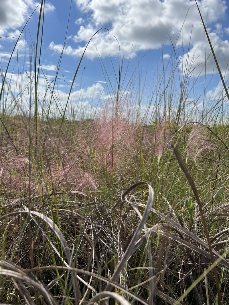 Hairawn Muhly photo 7