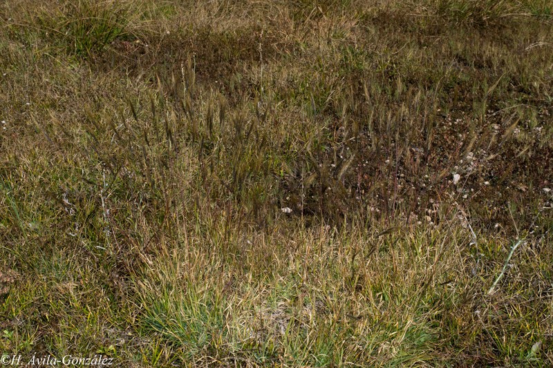 Mexicali Muhly photo 2