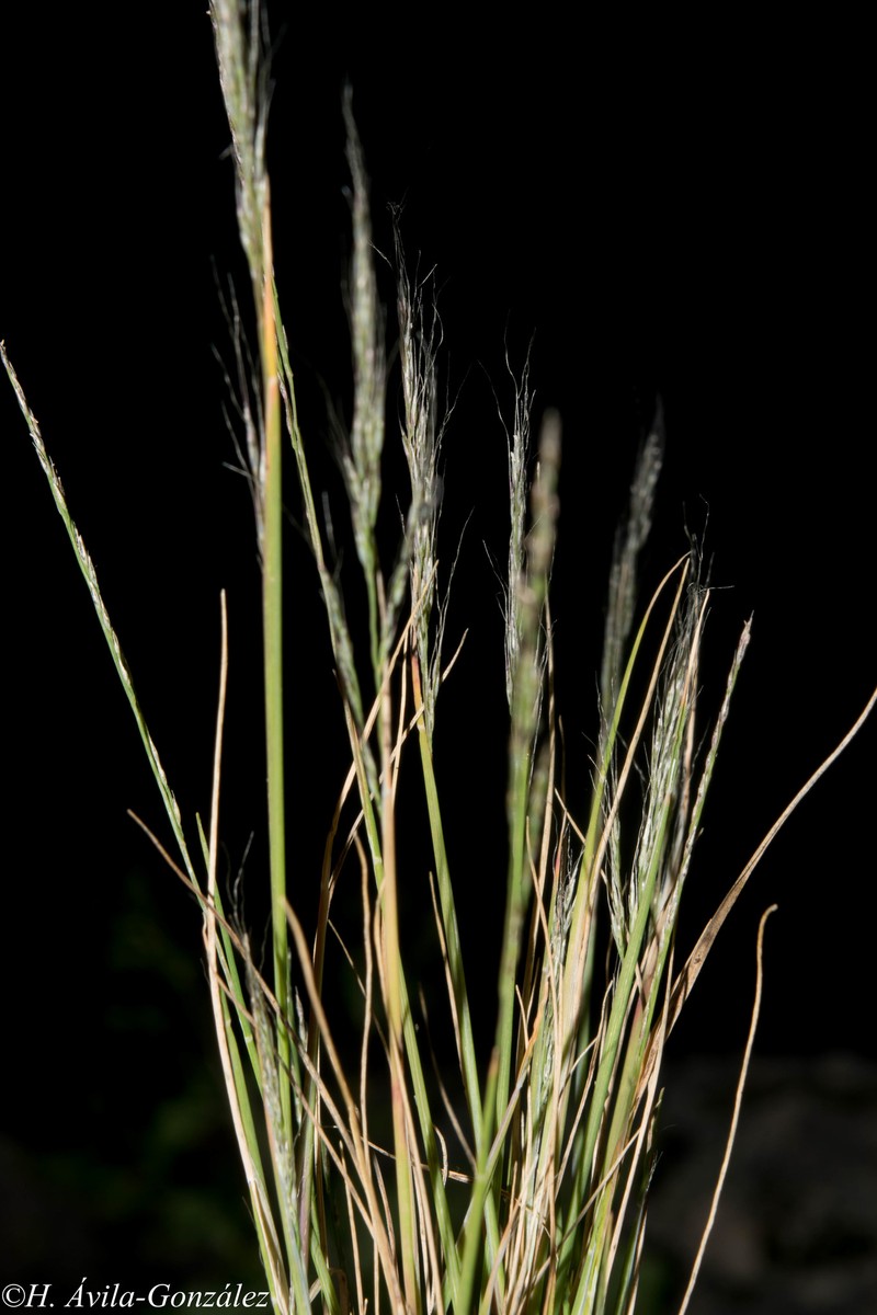 Mexicali Muhly photo 3
