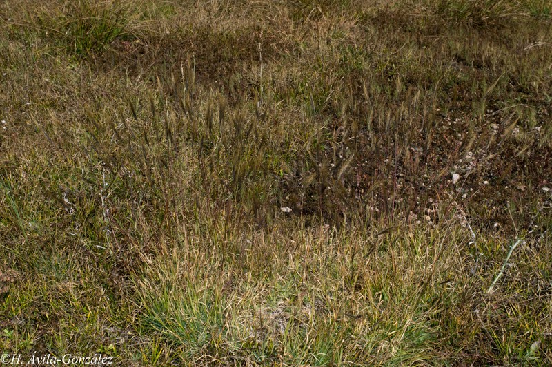 Mexicali Muhly photo 4
