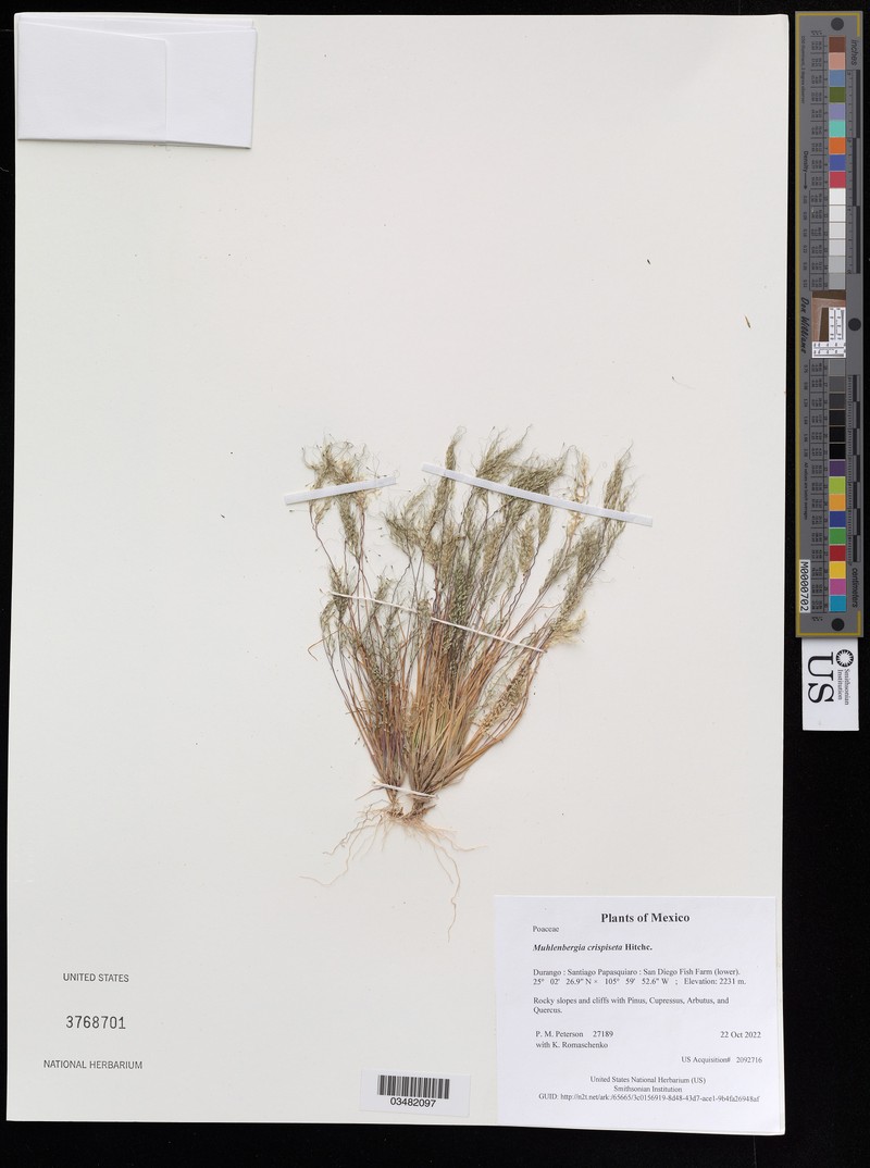 Mexicali Muhly photo 5