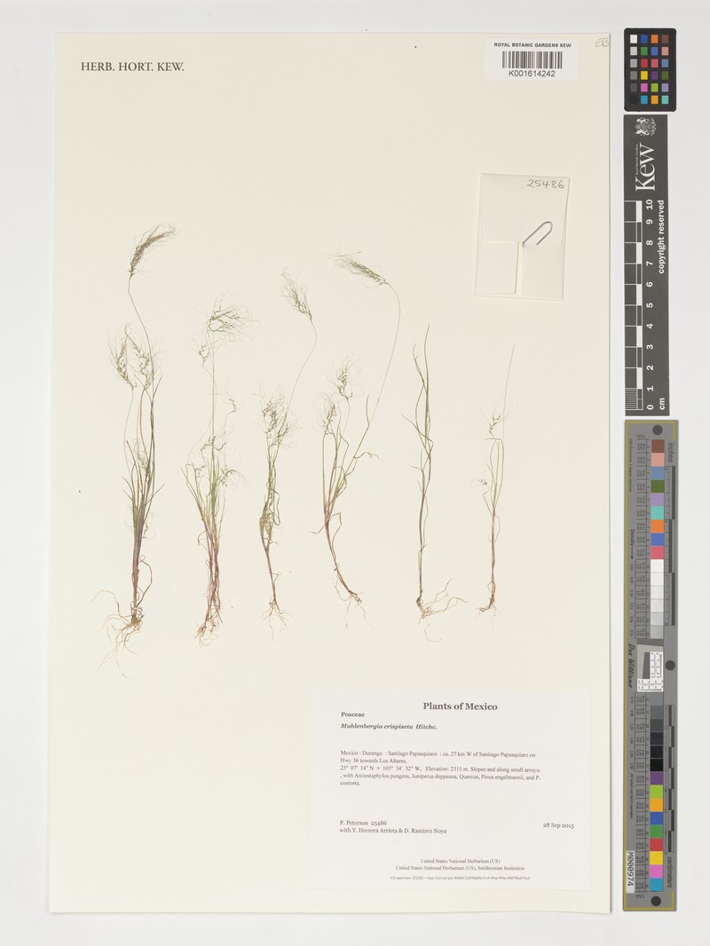Mexicali Muhly photo 6
