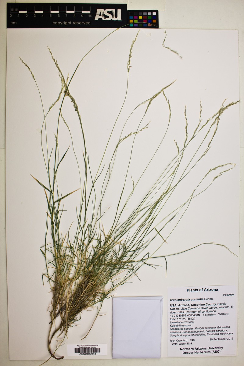 Utah Muhly