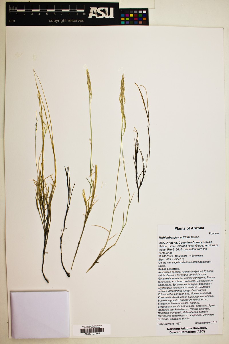 Utah Muhly photo 2