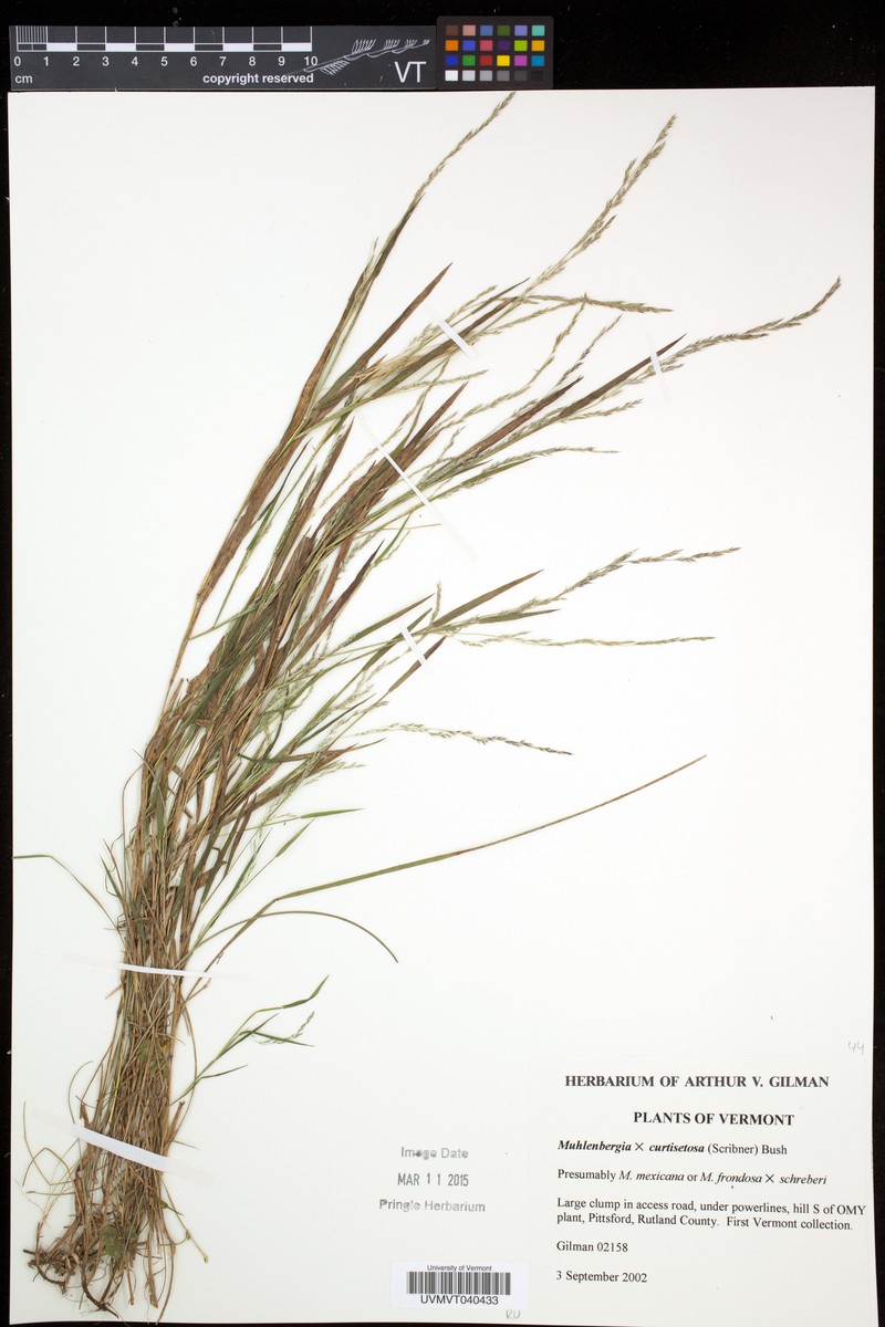 Muhly
