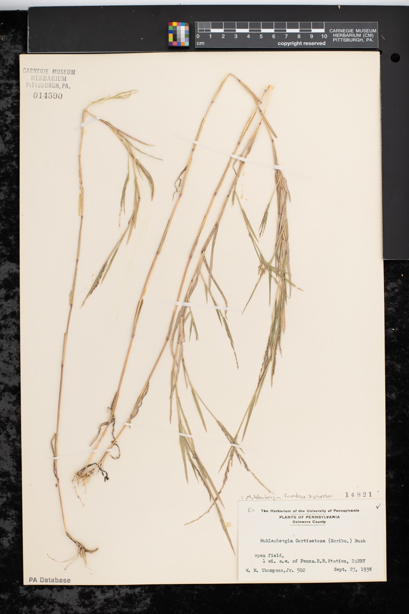 Muhly photo 2