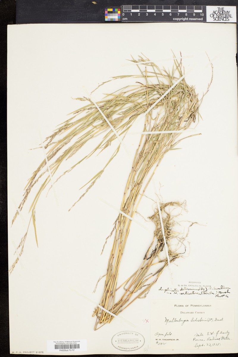 Muhly photo 3