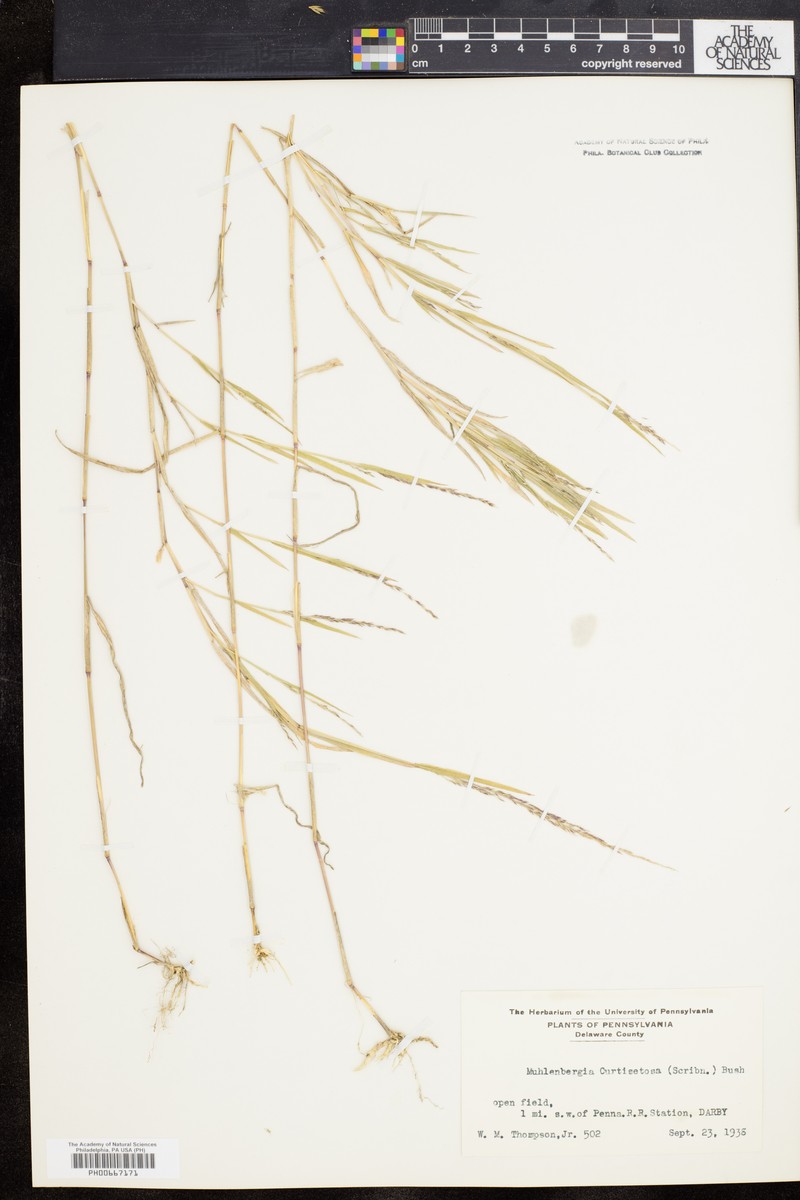 Muhly photo 4