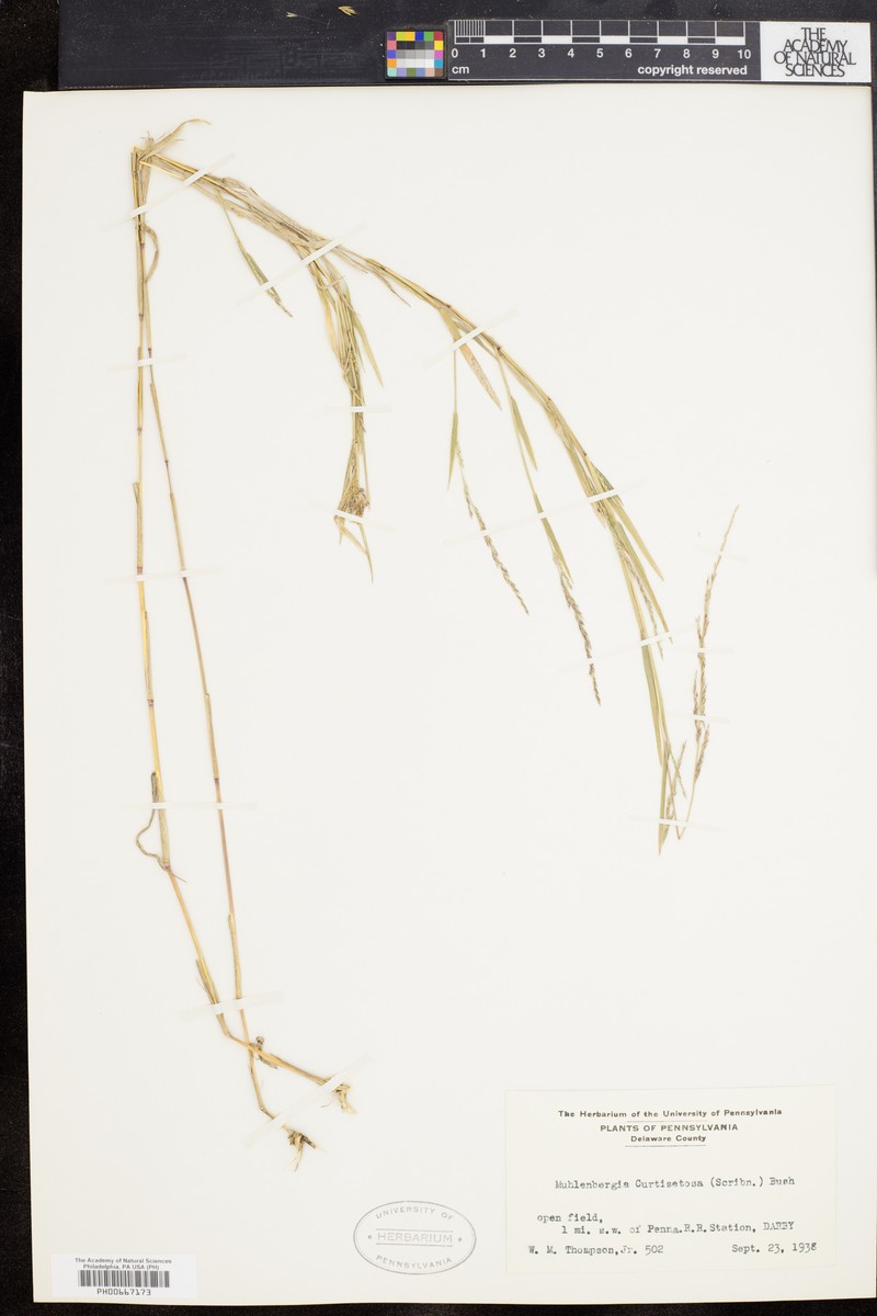 Muhly photo 5