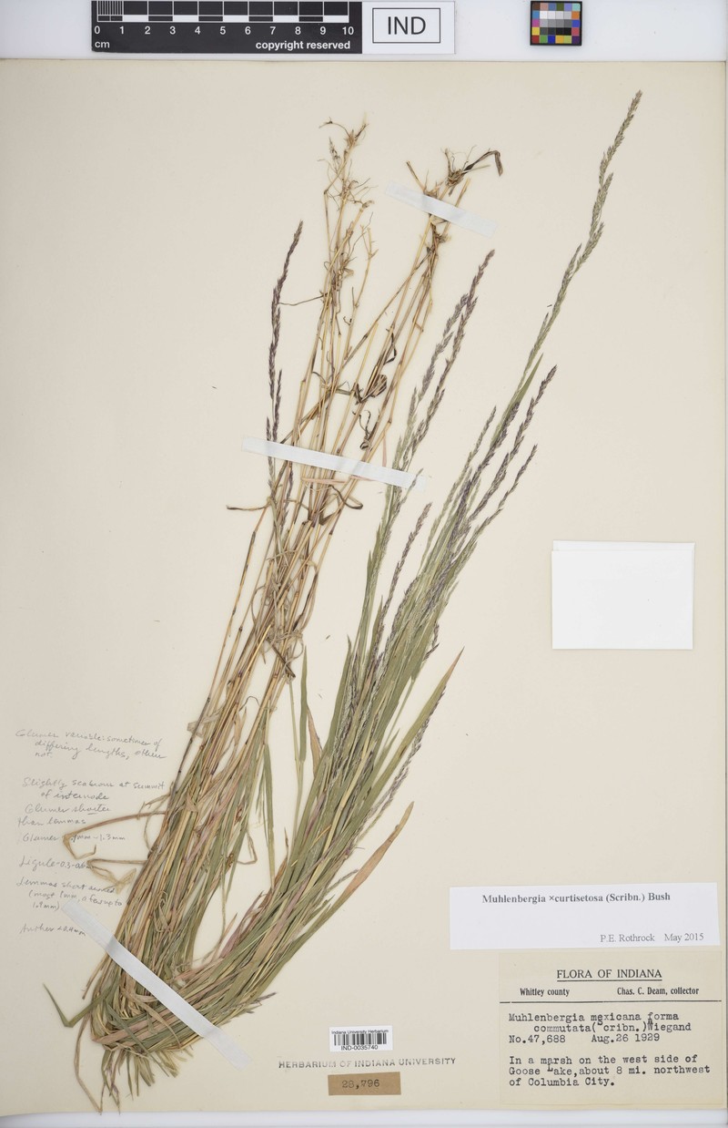 Muhly photo 6