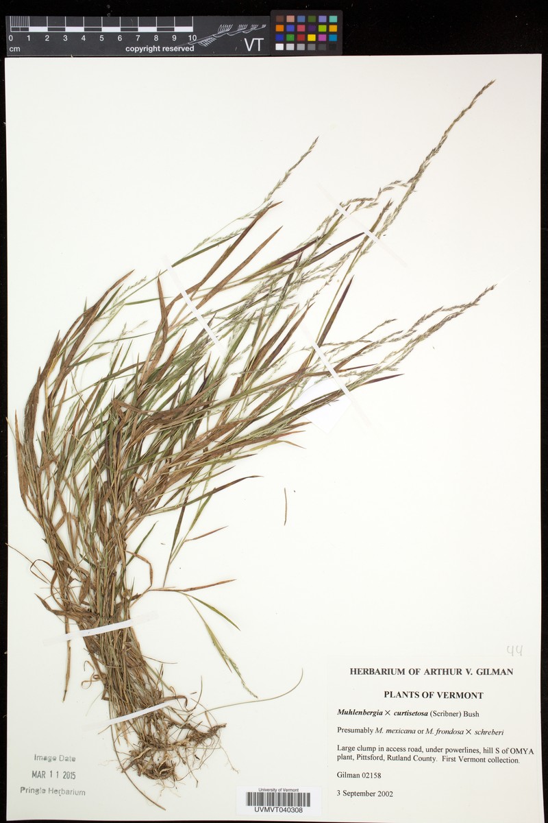 Muhly photo 7