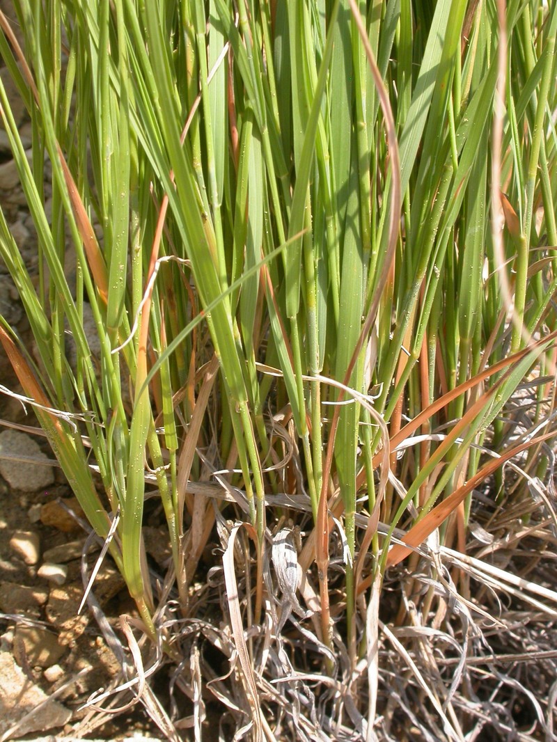 Plains Muhly