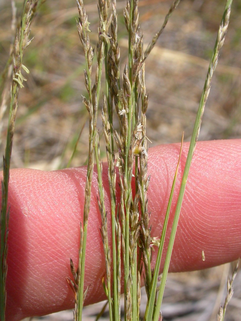 Plains Muhly photo 2