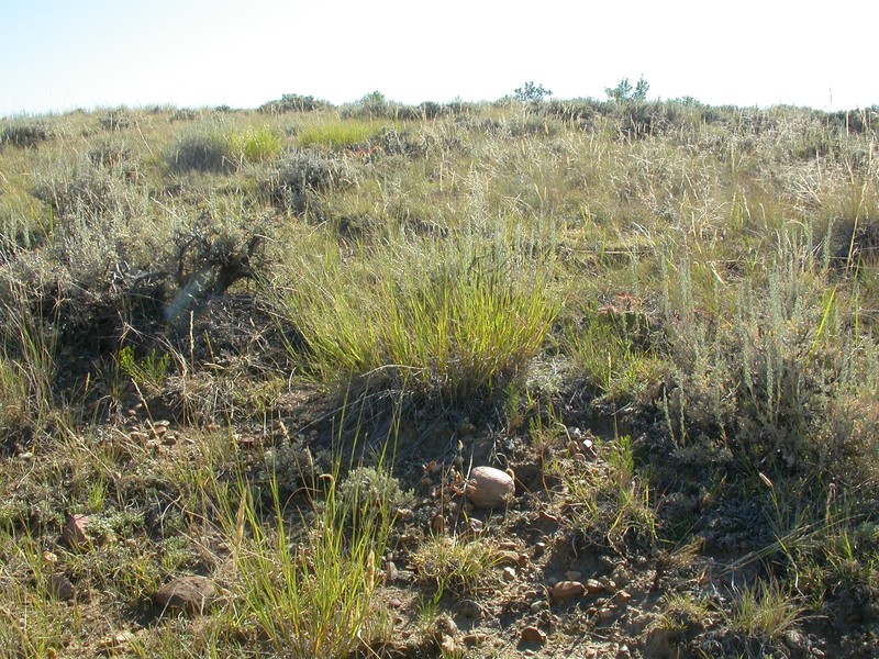 Plains Muhly photo 3